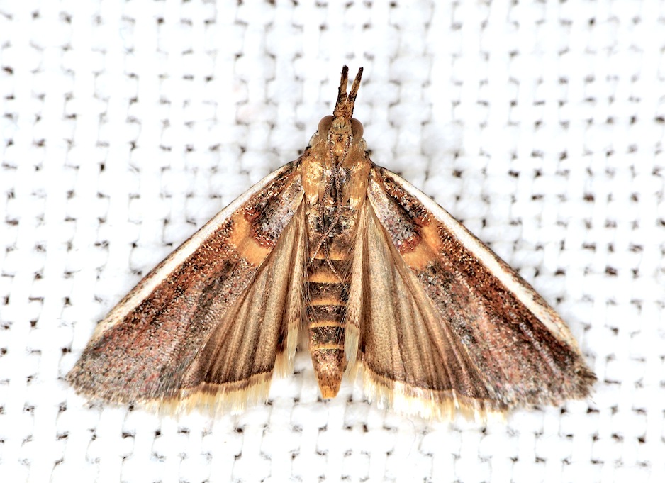 Pyralidae Phycitinae n 4